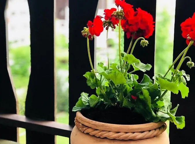 Mont Blanc 43, Vue Mont Blanc , Balcon, Parking Chamonix